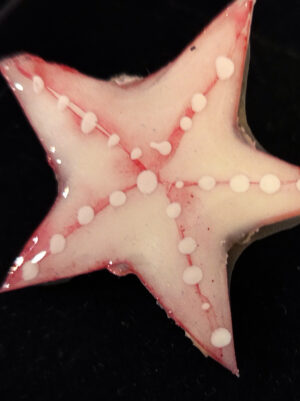 Brinco estrela do mar